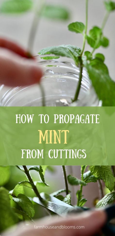 two pictures of mint being propagated How To Propagate Herbs From Cuttings, Growing Herbs From Cuttings, Mint Growing Tips, How To Propagate Mint From Cuttings, How To Grow Mint From Cuttings, How To Propagate Herbs, How To Propagate Mint, How To Cut Herbs From Plant, Mint Plant Indoor