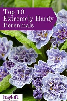 Full Sun Perinneal Flowers, Cold Hardy Flowers, Hardy Outdoor Plants, Hardy Shade Plants, Winter Hardy Plants, Hardy Perennials Full Sun, Cold Hardy Plants, Hardy Plants Outdoor, Cold Hardy Perennials