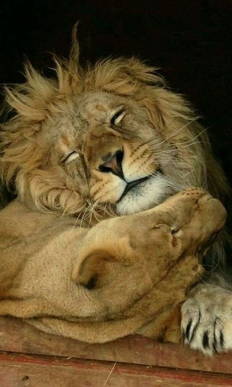 LISI🌷 on Twitter: ""When two hearts hug each other." @ldd2407  #HappyNewWeek #WithLove 💞… " Cheetahs, Gato Grande, Lion And Lioness, Lion Love, My Queen, A Lion, Sweet Animals, Animal Planet, Beautiful Cats