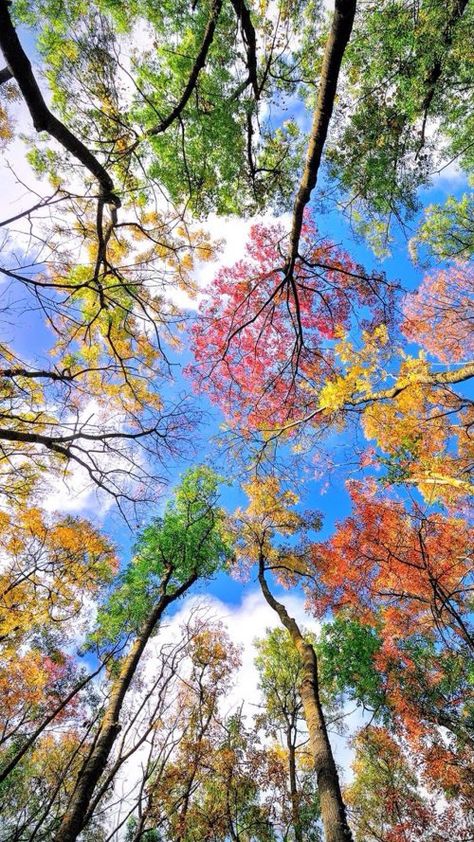 Heart In Nature, Matka Natura, Image Nature, Colorful Trees, Beautiful Nature Wallpaper, Alam Yang Indah, Nature Aesthetic, Beautiful Tree, Haiku