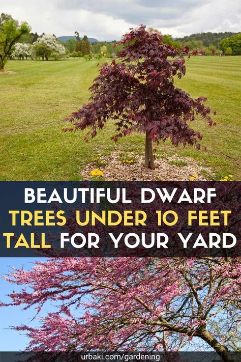 If you have a small patio, large sugar maple or towering oak will not fit. Fortunately, there are many small trees that can be planted in your yard or garden. In fact, many trees were grown for smaller spaces. When buying, check the estimated heights of the trees and look for shorter varieties. Those with the word "dwarf" in their names tend to be shorter, like weeping trees or trees with fallen branches. And always make sure it can withstand winters in your USDA hardiness zone. After that... Small Tree For Front Yard, Large Area Landscaping, Small Trees To Plant Near House, Full Sun Small Trees, Small Trees For Landscaping Front Yards, Small Landscaping Trees Near House, Small Maple Trees, Best Small Trees For Front Yard, Ornamental Trees For Small Gardens