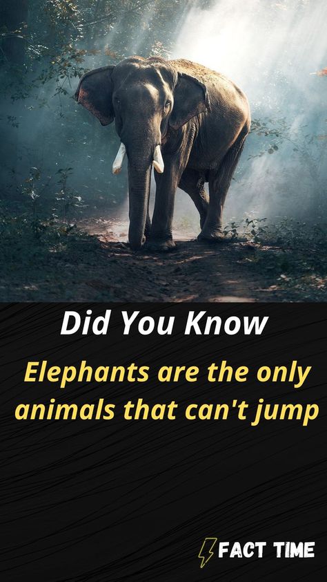 WEIRD FACT|AMAZING FACT|FACTS TIME Weird Science Facts, Funny Weird Facts, Funny Facts Mind Blowing, Science Facts Mind Blown, Recovery Humor, Fun Facts Mind Blown, Fun Facts For Kids, Interesting Science Facts, Mental Health Facts