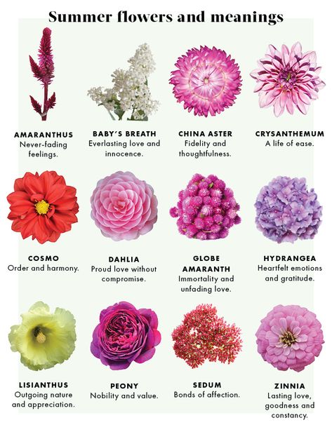 Hre is a chart showing the meaning of some summer flowers, to help in decorations and weddings: Source: JustFab Flowers And Meanings, Different Types Of Flowers, Flower Guide, Flower Meanings, Color Meanings, Flower Names, Language Of Flowers, Strong Woman, Flowers Online