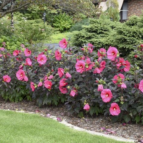 Choose a favorite piece of garden art as a focal point, or add a spectacular plant that turns heads.“If you don’t have a hardy hibiscus in your yard, they are definitely worth considering,” says Andrew Jager, Marketing Manager for Walters Gardens. “A mature hardy hibiscus in the landscape can’t be overlooked. Once they get going in summer, they grow more than an inch a day and have massive, tropical-looking flowers that get seven to nine inches wide.” - National Garden Bureau Hibiscus Front Yard Landscaping, Hardy Hibiscus Landscaping, Hardy Hibiscus Perennials, Hibiscus Garden Ideas, Hibiscus Landscaping Ideas, Hibiscus Garden Landscaping, Hibiscus Flower Plant, Hardy Hibiscus Plant, Perrenial Flowers