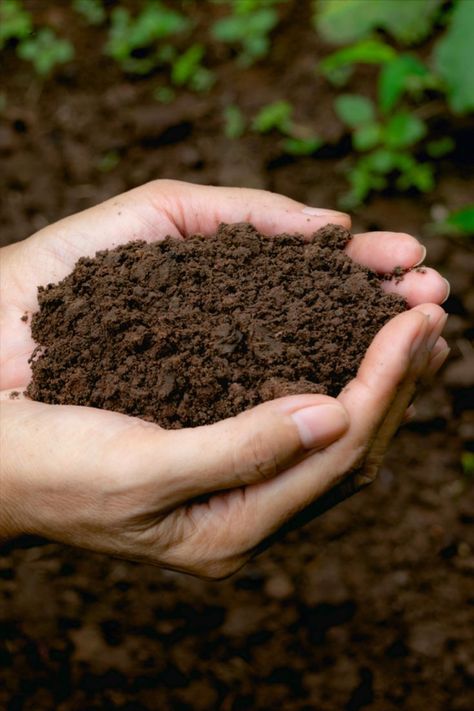 Your plants will be healthier, more robust and easier to care for if you build healthy soil. Container Flowers, Peat Soil, Pea Gravel, Plant Strong, Soil Health, Cylinder Shape, Plant Roots, Organic Matter, Types Of Soil