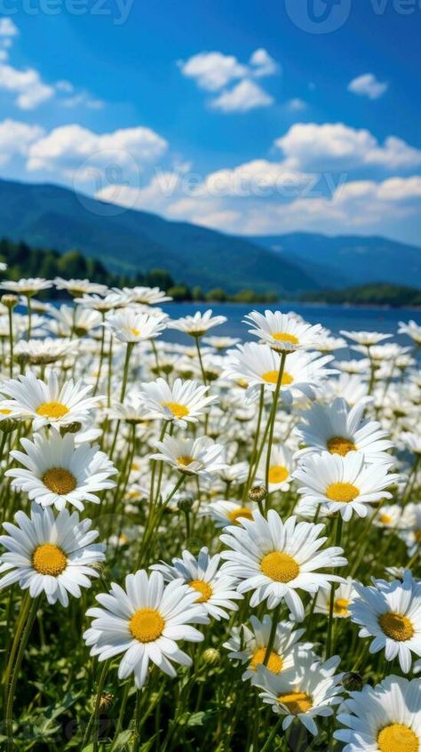 Daisy field landscape for wallpapers Nature, Daisy Landscape, Flower Field Wallpaper, Daisy Picture, Floral Landscape Painting, Flower Feild, Daisies Wallpaper, Daisy Photography, Dandelion Field