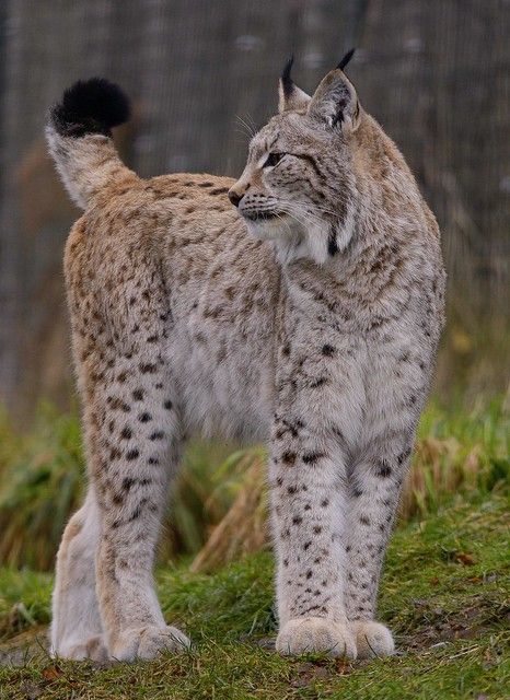 European Lynx ~ Explore | Its of course a captive one sadly,… | Flickr Lynx, To Look