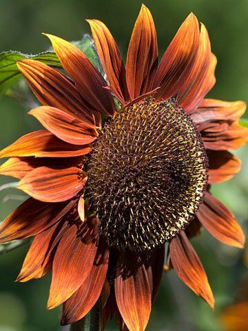 Chocolate Sunflower, Sunflowers And Daisies, Brown Flowers, Annual Flowers, Airbrush Art, Happy Flowers, Flower Field, Beautiful Blooms, Dream Garden