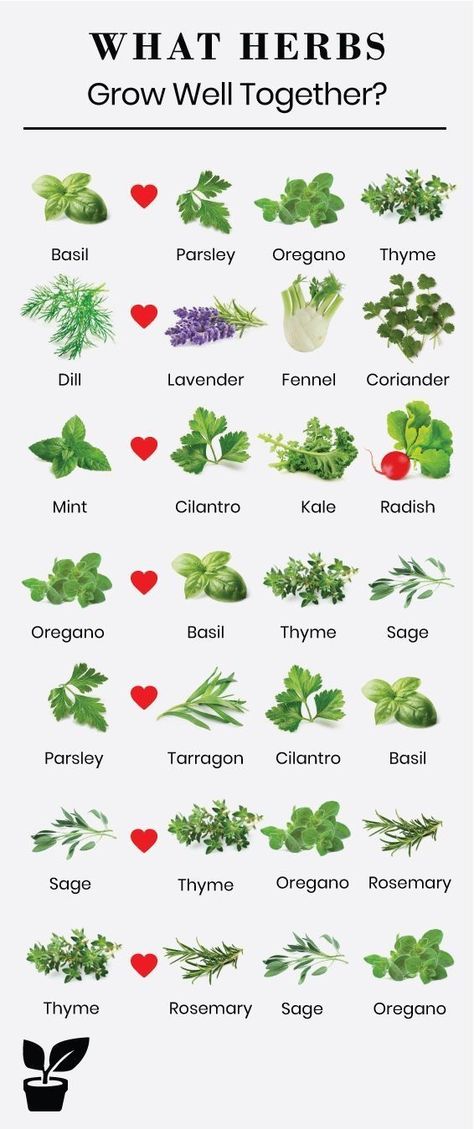 Garden Types, What Herbs Grow Well Together, Companion Planting Herbs, Herb Companion Planting, Kebun Herbal, Plantarea Legumelor, Tanaman Indoor, Outdoor Herb Garden, Garden Growing