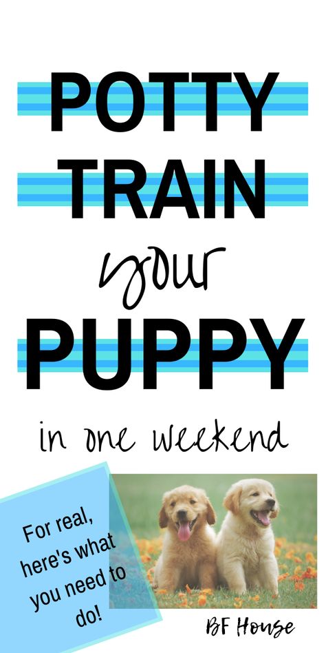 Puppy Potty Training: 1 Weekend Lesson – BF House Potty Training Schedule, New Puppy Checklist, Puppy Training Schedule, Train Your Puppy, Puppy Time, Puppy Teething, Free Puppies, Dog Potty, Dog Behavior Problems