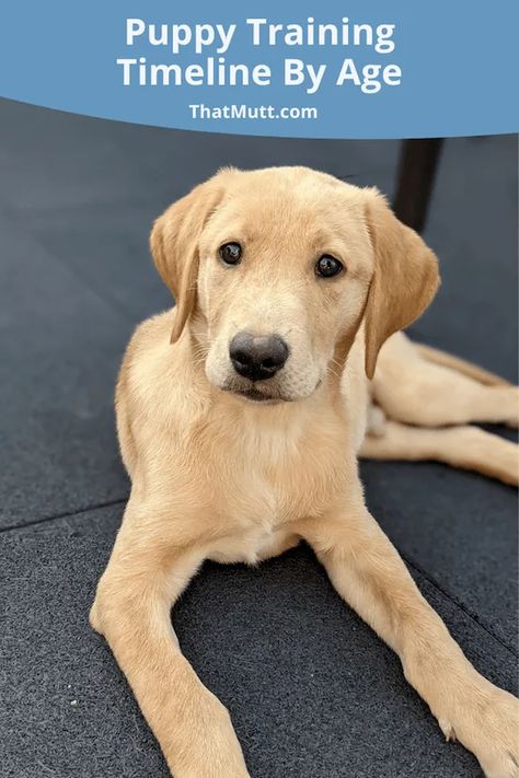 Puppy training timeline by age Puppy Training By Age, Treats For Puppies Training, Puppy Training Timeline, Puppies Training Tips, Training Labrador Puppies, Puppy Potty Training Schedule By Age, Puppy Training Videos, Lab Puppy Training Tips, Puppy Training Schedule By Age