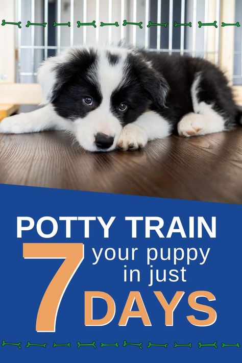 Potty Training Schedule, Puppy Schedule, Train Your Puppy, House Training Puppies, Puppy Time, Puppy House, Dog Potty, Dog Potty Training, Potty Train