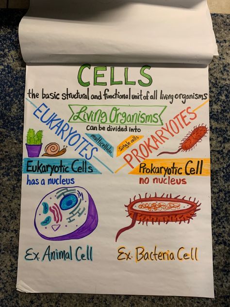 Prokaryotes and Eukaryotes. Animal cell and bacteria cell. Nucleus or no nucleus. Middle school science anchor chart by 4mcoleman 6th Grade Anchor Charts, Prokaryotes And Eukaryotes, Cell Nucleus, Bacteria Cell, Teaching Cells, Teaching Middle School Science, Science Chart, Science Cells, Middle School Science Classroom