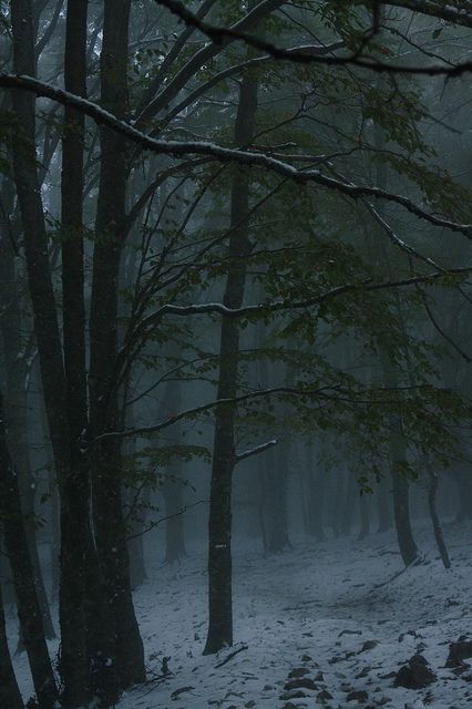 Foggy Day, Snowy Forest, Foggy Forest, 판타지 아트, Winter Aesthetic, Dark Forest, Nature Aesthetic, Enchanted Forest, Winter Scenes