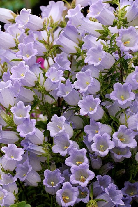 Icy lavender-blue flowers crowd the stems of Campanula incurva on 2-year-old plants. Monocarpic, the plant dies after  blooming.  Photo: courtesy of Annie’s Annuals Beautiful Flowers Photography, Nothing But Flowers, Fotografi Alam Semula Jadi, Flower Therapy, Pretty Plants, Alam Semula Jadi, Exotic Flowers, Flowers Nature, Love Flowers