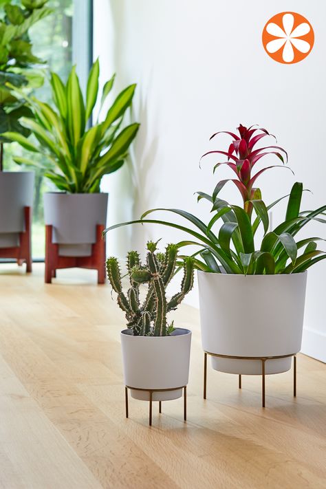 Is it really any surprise that indoor gardens make the top 10 list of 2020 trends? (Nope!) Here’s how to make the trend your own. Plant Decor Living Room, Living Room Plants, Inside Plants, Decoration Plante, Indoor Gardens, Stand Light, House Plants Decor, House Plants Indoor, Metal Stand