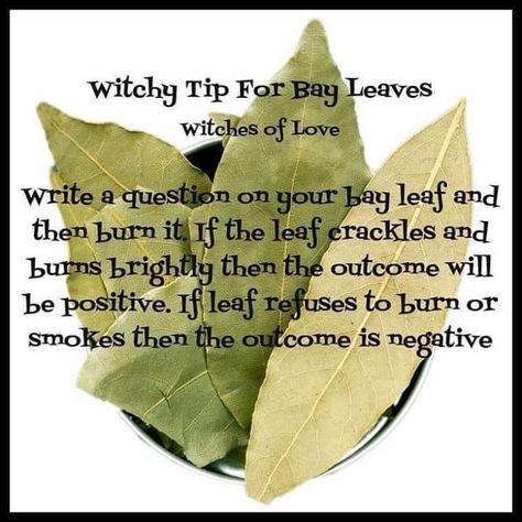 Bay Leaf questions Holistic Spirituality, Pagan Practices, Witch Things, Witch Crafts, Spells For Beginners, Witchy Tips, Witch Herbs, Cottage Witch, Magia Das Ervas