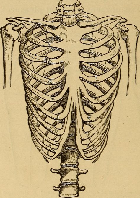 Identifier: humanbodybeginne00mart Title: The human body. A beginner's text-book of anatomy, physiology and hygiene .. Year: 1884 (1880s) Authors:  Martin, H. Newell (Henry Newell), 1848-1896 Martin, Hetty Cary, [from old catalog] joint author Subjects:  Physiology Publisher:  New York, H. Holt and company Contributing Library:  The Library of Congress Digitizing Sponsor:  The Library of Congress   View Book Page: Book Viewer About This Book: Catalog Entry View All Images: All Images From Bo... First Rib, Anatomy Physiology, Cage Thoracique, Heart And Lungs, Collar Bone, Body Anatomy, Gcse Art, The Human Body, Future Life