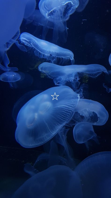 aesthetic moon jellyfish ocean deep sea core Kad Nama, Wallpaper Homescreen, Blue Jellyfish, Arte Van Gogh, Tapeta Galaxie, Beautiful Sea Creatures, Ocean Wallpaper, Iphone Wallpaper Themes, Images Esthétiques