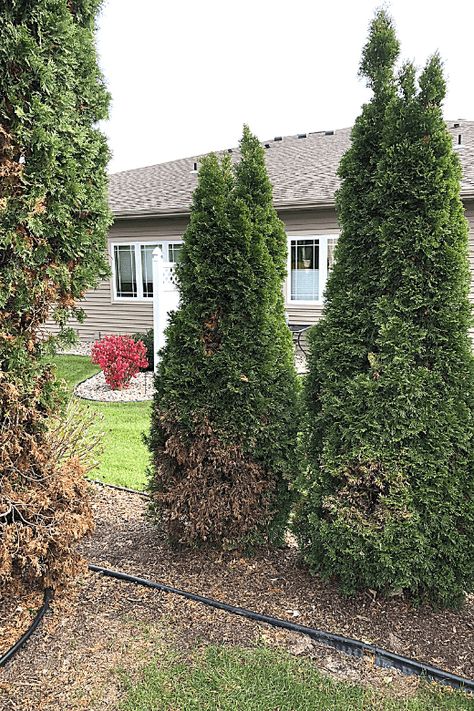 Emerald Arborvitae, Arborvitae Landscaping, Green Giant Arborvitae, Giant Arborvitae, Evergreen Bush, Arborvitae Tree, Emerald Green Arborvitae, Privacy Trees, Columnar Trees