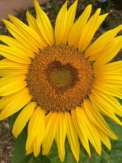 Sunflowers And Hearts, Natural Hearts, Heart Sunflower, Sunflower Accessories, Sunflower Heart, Duck Tattoos, Sunflower Love, Heart In Nature, Sunflower Hearts