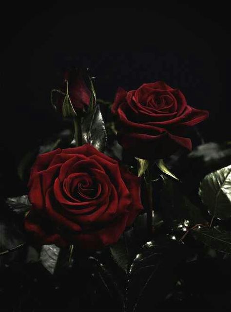 Red Roses Pierce The Veil, Dark Red Roses, Books Ideas, Gothic Rose, Rosé Aesthetic, Dark Flowers, Black Flowers, Rose Wallpaper, Red Aesthetic