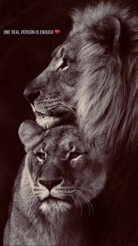 Lion Queen Wallpaper, Lion Kings, Lion And Tiger, Lion Couple, Tattoo Lion, Lion King Baby, Lion Quotes, Tiger Lion, Lion Photography