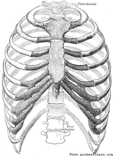 Thorax, rib cage frontal view Bukowski, Charles Bukowski, Thoracic Cage, Human Rib Cage, Thoracic Cavity, Cage Thoracique, Human Skeleton, Anatomy Reference, Anatomy Art