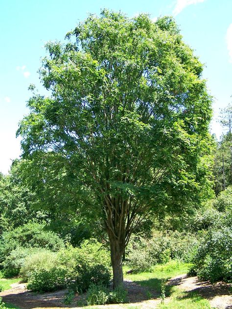 Santa Fe, Evergreen Shade Trees, Japanese Zelkova Tree, Zone 5 Trees Front Yards, Texas Trees Fast Growing, Fast Growing Trees For Shade, Fast Growing Trees Texas, Shade Trees Fast Growing, Acreage Landscaping Ideas Country Life