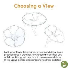 Practicing Perspective - Draw Botanical LLC Draw Botanical, Reading A Ruler, Irl References, Perspective Drawing Lessons, Flower Drawing Tutorials, Point Perspective, Perspective Drawing, Botanical Drawings, Bird Drawings