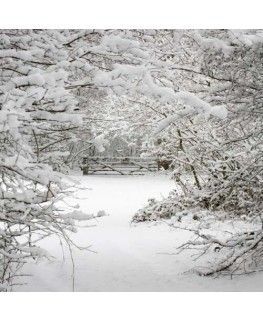 Snow Woods, Scenic Backgrounds, The Hunting Party, Era Victoria, Forest Backdrop, Winter Holiday Party, Snow Place, Winter Dance, Winter Backdrops