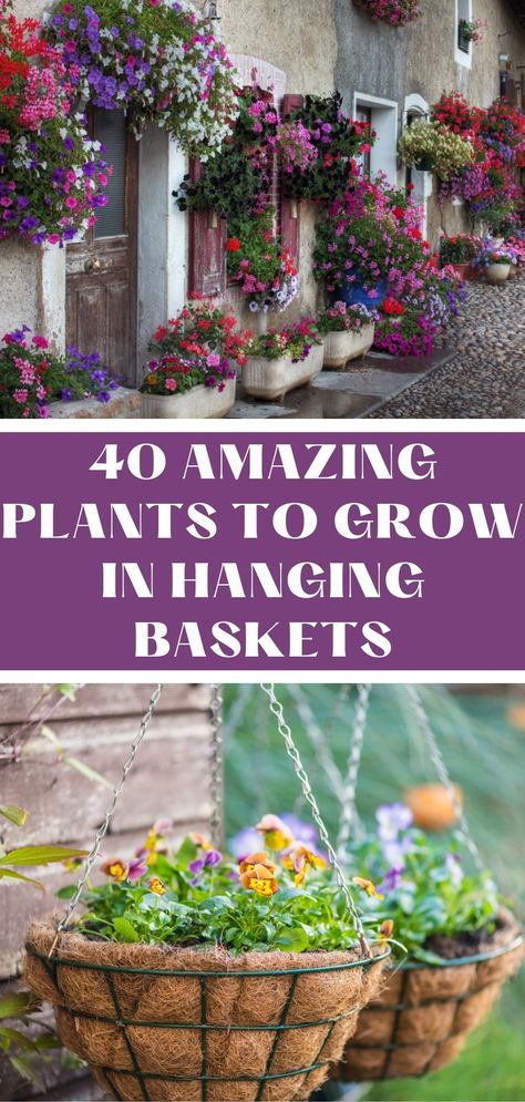 Hanging Flowering Plants, Petunia Hanging Baskets, Hanging Plant Ideas, Hanging Planters Outdoor, Hanging Baskets Diy, Ladder Ideas, Hanging Plants Outdoor, Trailing Flowers, Amazing Plants