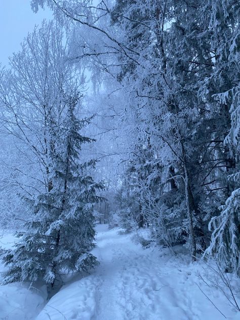 Snowy forest, forest, snow, snowy, nowfall, trees, sweden, canada, winter, december, January, new years, christmas, hot chocolate, coquette, dolette, lanadelrey, sky, aesthetic Snowy Landscape Aesthetic, Winter Aesthetic Forest, Icy Forest Aesthetic, Winter Animals Aesthetic, Nature Aesthetic Winter, January Winter Aesthetic, Snowy Woods Aesthetic, Snow Covered Forest, Canada Snow Aesthetic