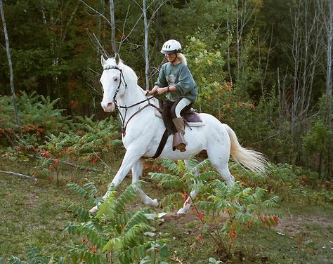 Endurance Horse Nature, Horses Flowers, Endurance Horse, Endurance Riding, Horse Competition, Horse Flowers, Endurance Racing, Dream Horse, Flowers Gardening