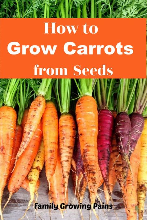 Permaculture, Carrot Garden Raised Beds, Carrots In Garden, Growing Carrots In Raised Beds, How To Plant Carrot Seeds, Growing Carrots In Containers, Growing Carrots From Seed, Carrots Growing, Planting Carrots