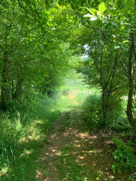 Nature, Green Outdoor Aesthetic, Green Summer Aesthetic, Books Vibe, Hike Aesthetic, Nature Hike, Mint Green Aesthetic, Verdant Green, Outdoor Aesthetic