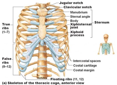 Ribs: Anatomy, Types, Ossification & Clinical Significance » How To Relief Human Organ Diagram, Rib Cage Anatomy, Thoracic Cage, Human Ribs, Axial Skeleton, Human Skeleton Anatomy, Thoracic Vertebrae, Anatomy Bones, Human Body Organs