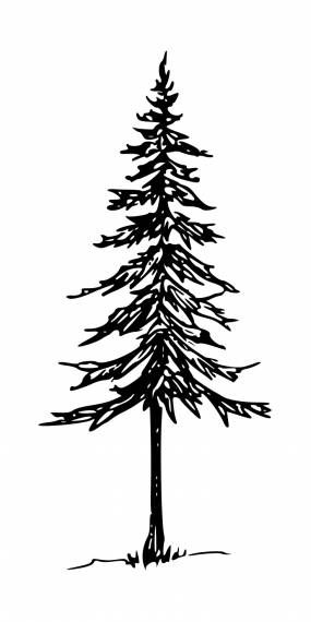 Diy Artwork, Pine Tree Drawing, Drawing Png, Cedar Trees, Tree Drawing, Pine Trees, Pine Tree, Png Transparent, Diy Art