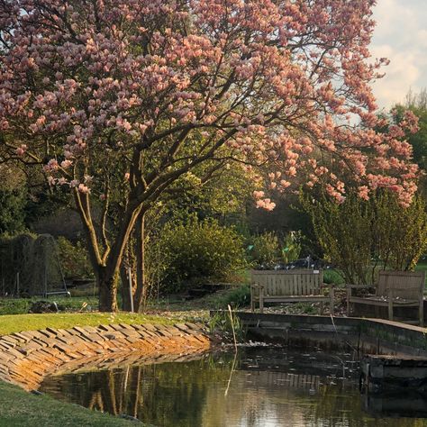 Pink, Flowers, Trees, In The Middle, The Middle