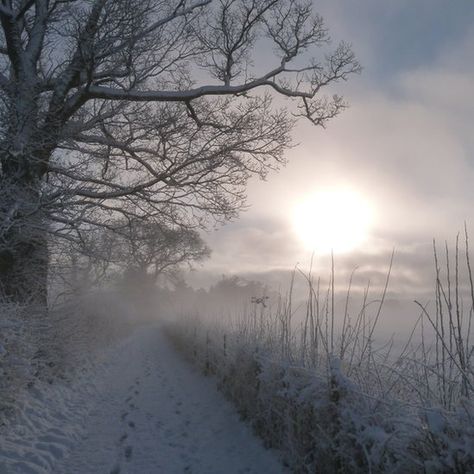 Nature, Sun In Winter, Uk Snow, English Winter, Snow And Sun, Maddest Obsession, Snow Weather, Large Trees, It's Snowing