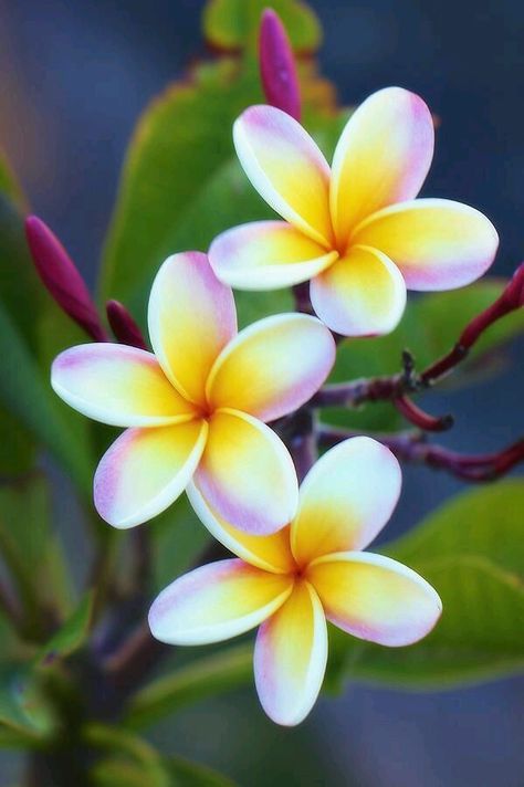 Fiori Frangipani, Deco Jungle, Flower Pot Design, Beautiful Flowers Photography, Plumeria Flowers, Kunst Inspiration, Lukisan Cat Air, Beautiful Flowers Pictures, Flower Lover