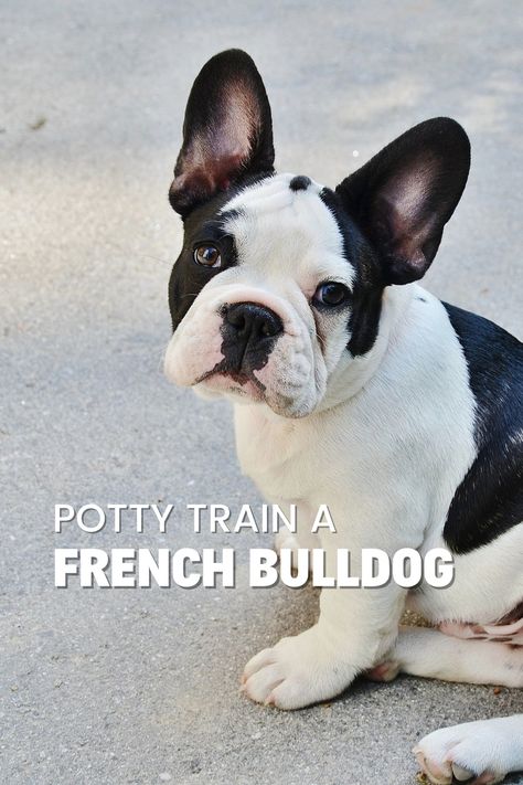 Discover effective methods to potty train your French Bulldog with Rebarkable's comprehensive guide. Learn valuable tips and tricks to successfully navigate the potty training process, whether you're training an adult Frenchie or a puppy. Understand the rules of potty training, including the importance of positive reinforcement and avoiding punishment. Frenchie Puppy Training, Frenchie Tips, Baby French Bulldog, Bulldog Training, Training Puppy, Puppy Proofing, Dog Potty Training, Potty Train, Potty Training Puppy