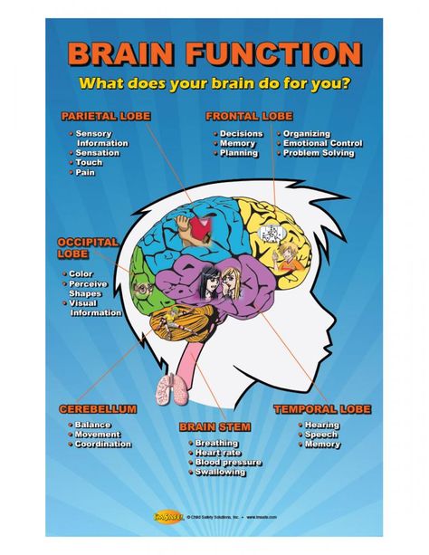 Brain Function Poster for Concussion Prevention Brain Anatomy And Function, Brain Lobes, Glenn Doman, Brain Based Learning, Brain Learning, Brain Facts, Brain Anatomy, Brain Stem, Cbd Gummies