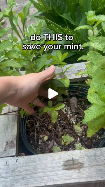 Michelle 🌱 GardensandChickens🐓 Gardener | plant nerd on Instagram: "Here’s a tip to keep your mint and mojitos flowing all season long because I can’t tell you how many times I’ve heard:  “I’m such a bad gardener, I can’t even keep mint alive”  I don’t understand the scientifical reason behind the mint cut back phenomenon… but every year around this time of year; if I don’t cut back my mint it basically tries to die on me. Once I cut it back, it regrows beautifully.   This likely only applies to mint in containers, WHICH IS THE ONLY WAY YOU SHOULD GROW MINT. Unless you hate yourself and your neighbors due to the way mint grows and spreads. 🌱😂  #herbgarden #containergarden #gardening #veggiegarden #planting #gardeningtips #growingmint #southerngarden #zone8a #georgiagardening #atlanta # Mint Plant Care Indoor, Mint In Containers, Georgia Gardening, Mint Plant Care, Grow Mint, Mint Garden, Growing Mint, Mint Plants, Southern Garden