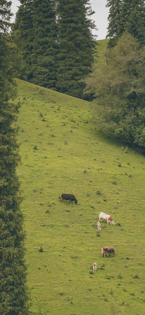 Iphone, android, iPad, tablet lockscreen hd 4k wallpaper background Nature, Nature Green Wallpaper, Patriotic Wallpaper, Countryside Nature, Field Wallpaper, Tablet Wallpaper, Aesthetic Japan, Phone Wallpaper Patterns, Nature Green