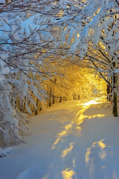 Nancy's Daily Dish: New Year's Morning Evermore Winter, Freeride Ski, Snowy Woods, Winter Sunrise, Beautiful Snow, Winter Scenery, Lukisan Cat Air, Winter Beauty, Snow Scenes