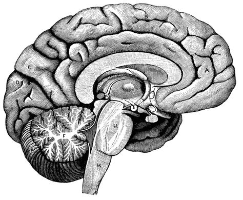 Left Half of the Brain Human Brain Diagram, Human Clipart, Brain Clipart, Brain Painting, Brain Diagram, Brain Drawing, Brain Tattoo, Brain Anatomy, Brain Art