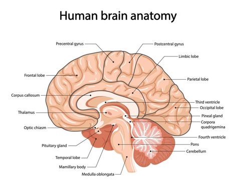 Human brain, anatomical illustration in cartoon style Diagram Of The Brain, Human Brain Drawing, Human Brain Diagram, Brain Anatomy And Function, Anatomical Illustration, Human Brain Anatomy, Brain Diagram, Brain Drawing, Eye Anatomy