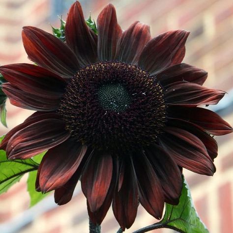 You Can Grow Chocolate Sunflowers to Add a Dramatic Touch to Your Garden Brown Flower Bouquet, Chocolate Cherry Sunflower, Seeds Gifts, Long Vase, Long Flowers, Sunflower Garden, Seed Pack, Brown Flower, Sunflower Flower