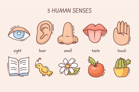 Free vector 5 senses infographic design | Free Vector #Freepik #freevector #five-senses #senses #explanation #infographic-design Five Senses Illustration, 5 Senses Illustration, Senses Drawing, The 5 Senses, My Five Senses, Alphabet Writing Practice, Sense Of Sight, Best Song Lines, Flashcards For Kids